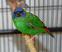 Finch Blue Faced Parrot - New York Bird Supply