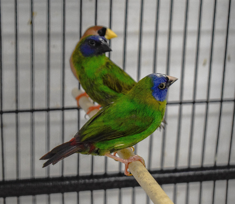 Finch Blue Faced Parrot - New York Bird Supply