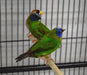 Finch Blue Faced Parrot - New York Bird Supply