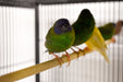 Finch Blue Faced Parrot - New York Bird Supply