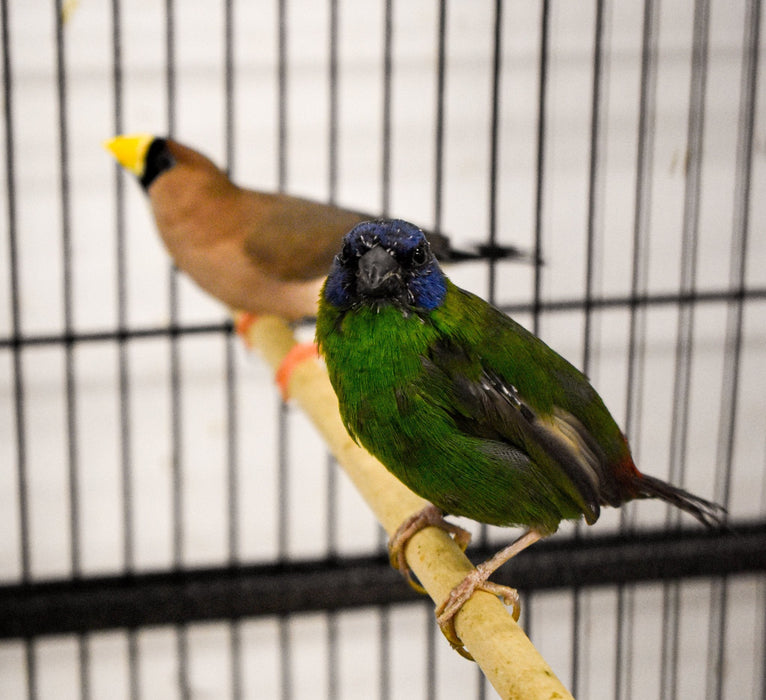 Finch Blue Faced Parrot - New York Bird Supply