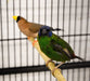 Finch Blue Faced Parrot - New York Bird Supply