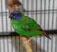 Finch Blue Faced Parrot - New York Bird Supply