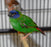 Finch Blue Faced Parrot - New York Bird Supply
