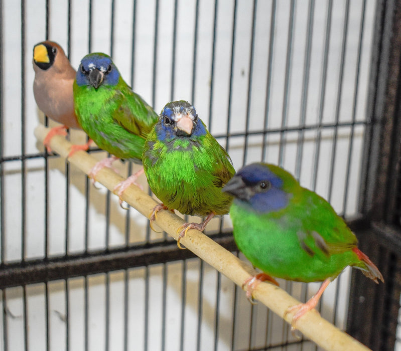 Finch Blue Faced Parrot - New York Bird Supply