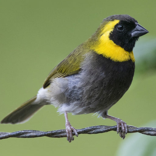 Finch Cuban Melodious - New York Bird Supply