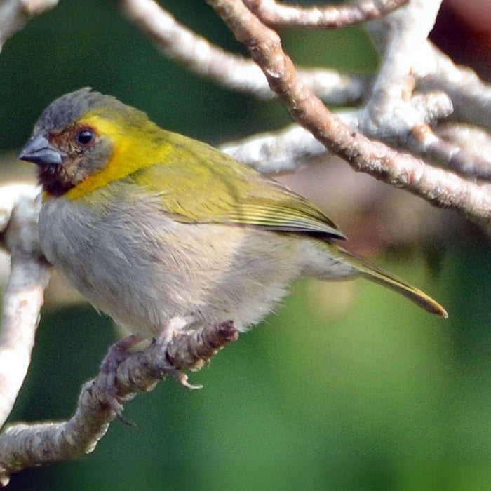 Finch Cuban Melodious - New York Bird Supply