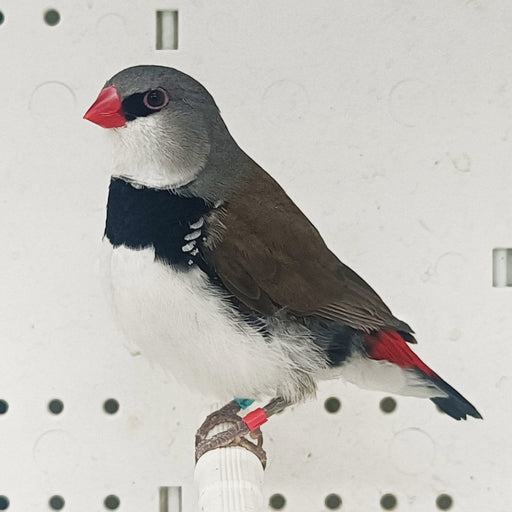 Finch Diamond Firetail - New York Bird Supply