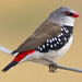 Finch Diamond Firetail - New York Bird Supply