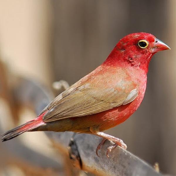 Finch Fire Red Billed - New York Bird Supply