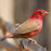 Finch Fire Red Billed - New York Bird Supply