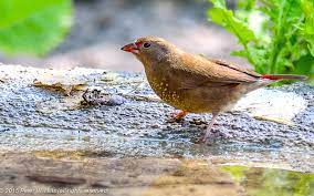 Finch Fire Red Billed - New York Bird Supply