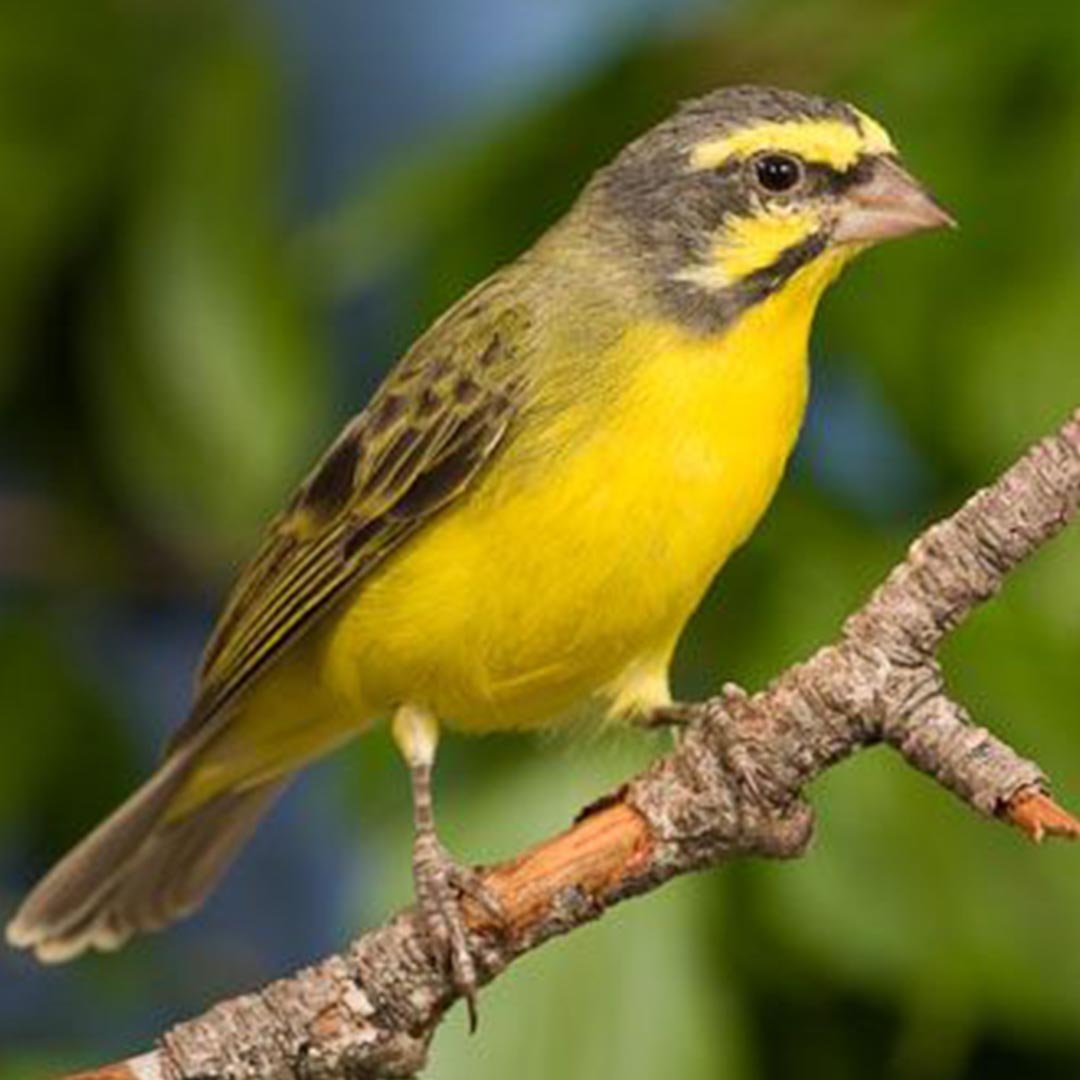 Green Singer Finch — New York Bird Supply