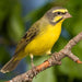 Finch Green Singer - New York Bird Supply