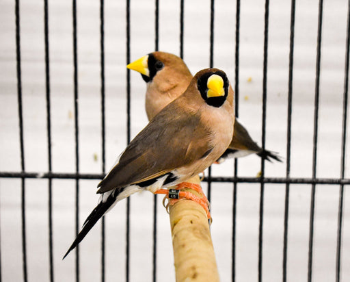 Finch Masked Grass - New York Bird Supply
