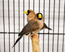 Finch Masked Grass - New York Bird Supply