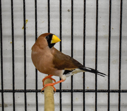 Finch Masked Grass - New York Bird Supply