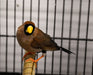 Finch Masked Grass - New York Bird Supply