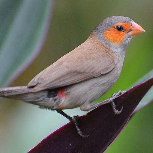 Finch Orange Cheeked Waxbill - New York Bird Supply