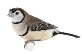 Owl Finches Bird Types Of Pet Finches 2025