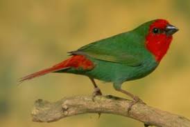 Finch Parrot Red Head - New York Bird Supply