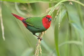 Finch Parrot Red Head - New York Bird Supply