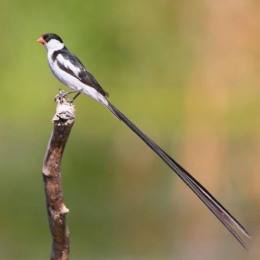 Finch Pin-tailed Whydah - New York Bird Supply