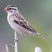 Finch Pin-tailed Whydah - New York Bird Supply