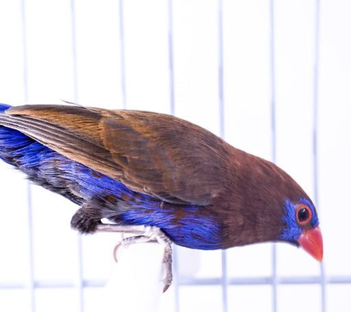 Finch Purple Grenadier - New York Bird Supply