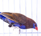 Finch Purple Grenadier - New York Bird Supply