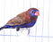 Finch Purple Grenadier - New York Bird Supply