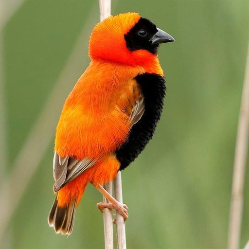 Finch Red Bishop - New York Bird Supply