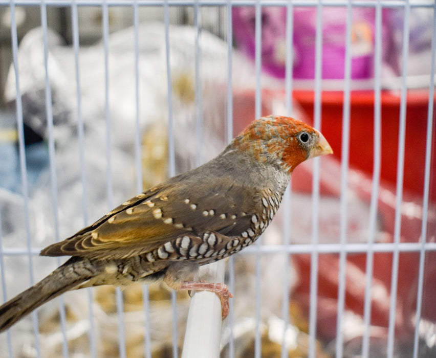 Finch Red Head - New York Bird Supply