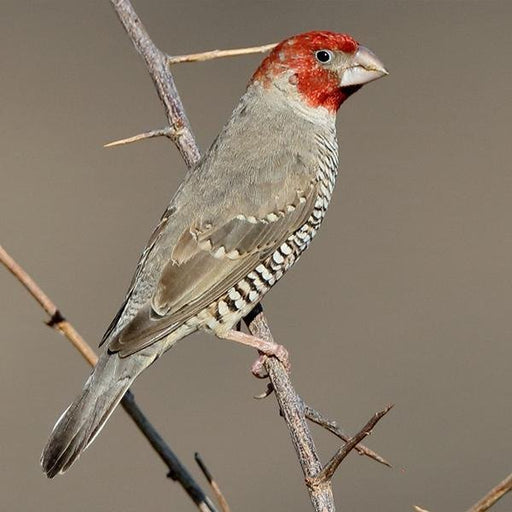 Finch Red Head - New York Bird Supply