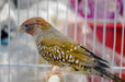 Finch Red Head - New York Bird Supply