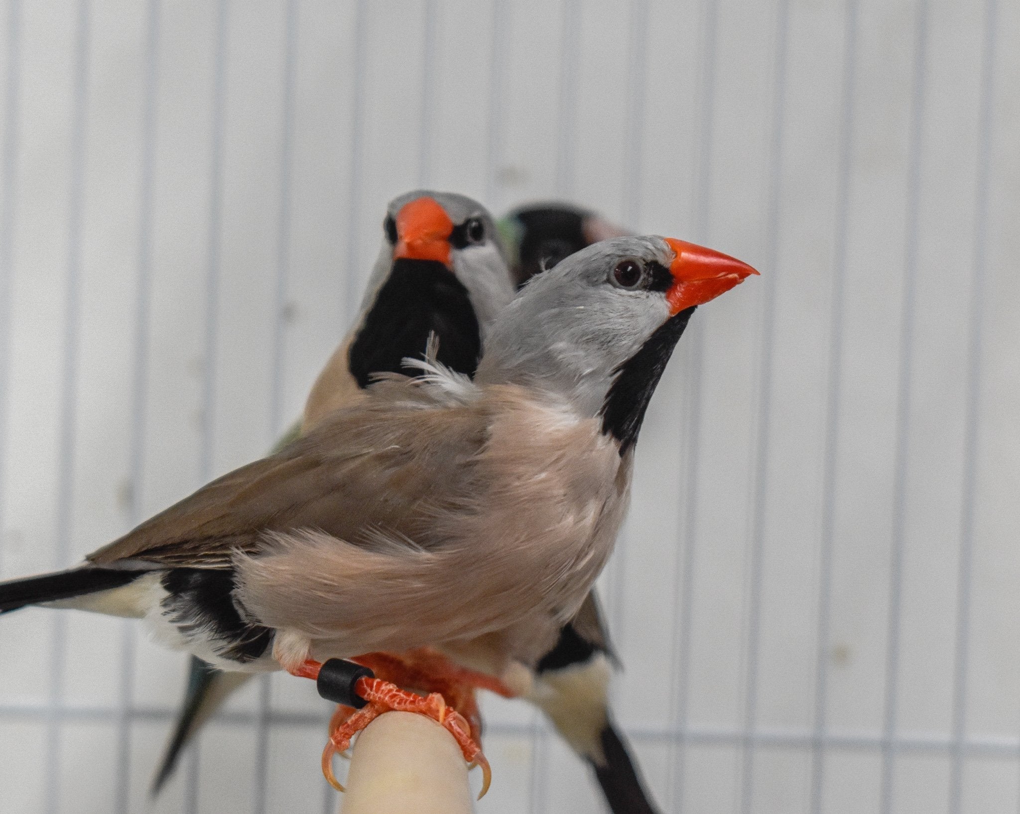 Shaft-Tail Finch — New York Bird Supply