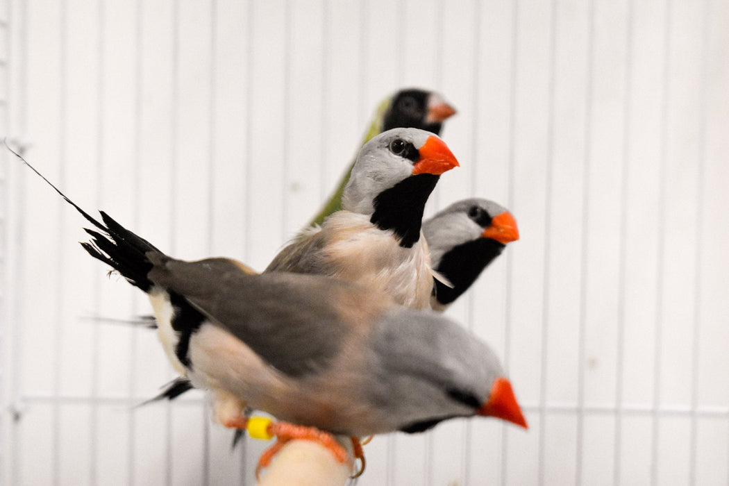 Finch Shaft-Tail - New York Bird Supply