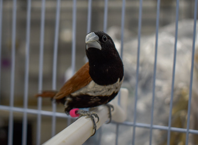 Finch Tri Colored Nun - New York Bird Supply