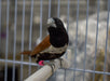 Finch Tri Colored Nun - New York Bird Supply