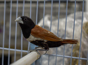Finch Tri Colored Nun - New York Bird Supply