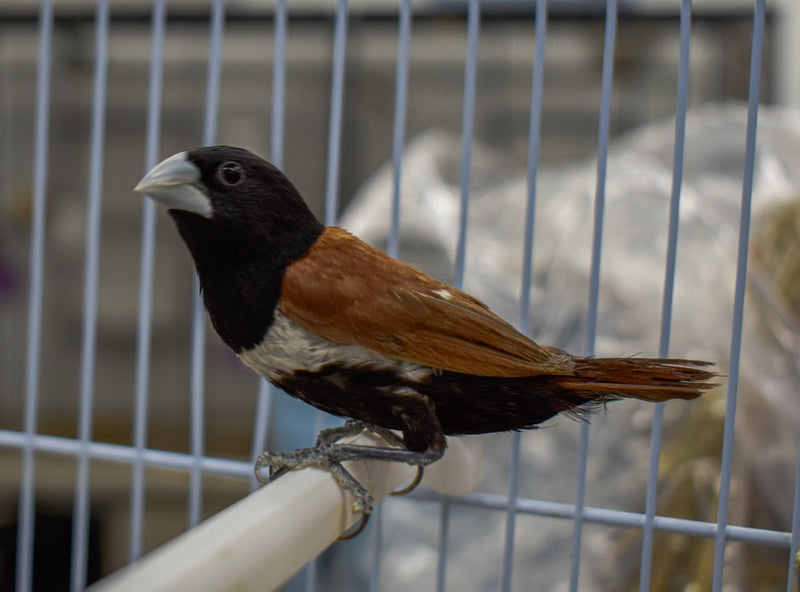 Finch Tri Colored Nun - New York Bird Supply