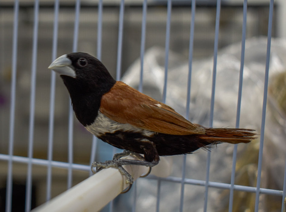 Finch Tri Colored Nun - New York Bird Supply