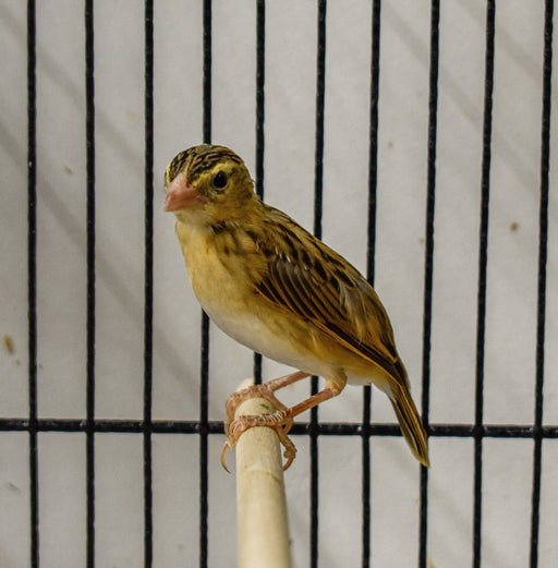 Finch Yellow Crowned Bishop - New York Bird Supply