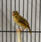 Finch Yellow Crowned Bishop - New York Bird Supply
