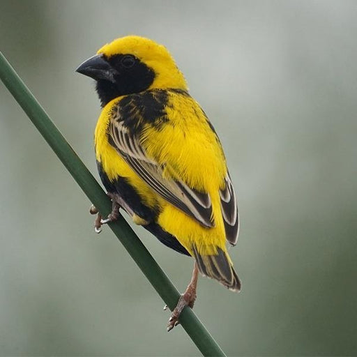 Finch Yellow Crowned Bishop - New York Bird Supply