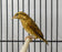 Finch Yellow Crowned Bishop - New York Bird Supply