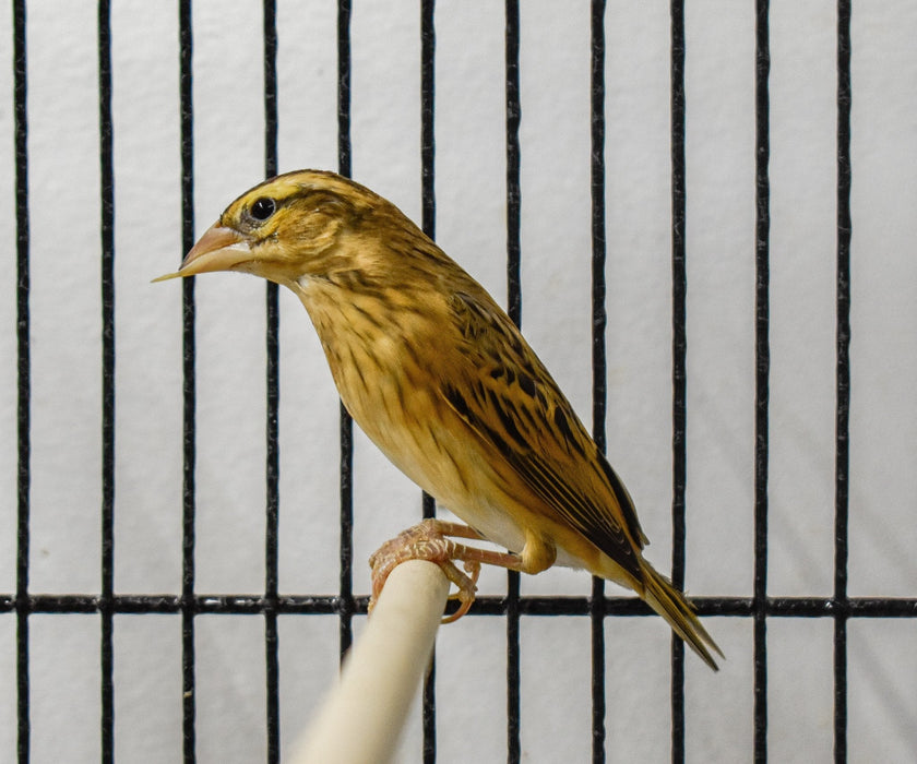 Finch Yellow Crowned Bishop - New York Bird Supply