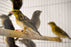 Finch Yellow Crowned Bishop - New York Bird Supply