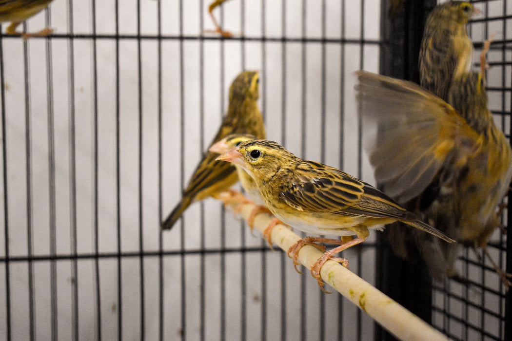 Finch Yellow Crowned Bishop - New York Bird Supply