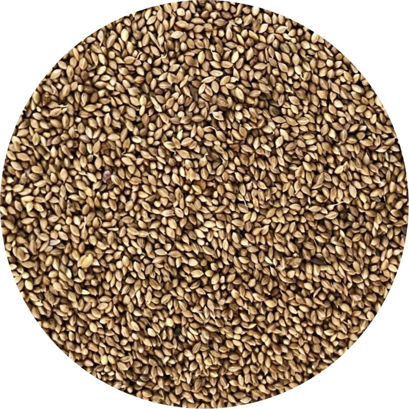 fonio seeds for planting Fonio Paddy Shelled (Out of Shell) — New York Bird Supply
